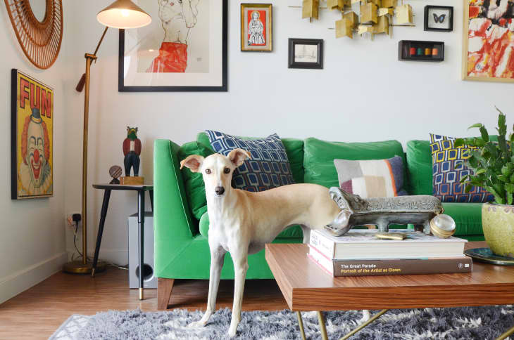 Velvet sofa discount and dogs